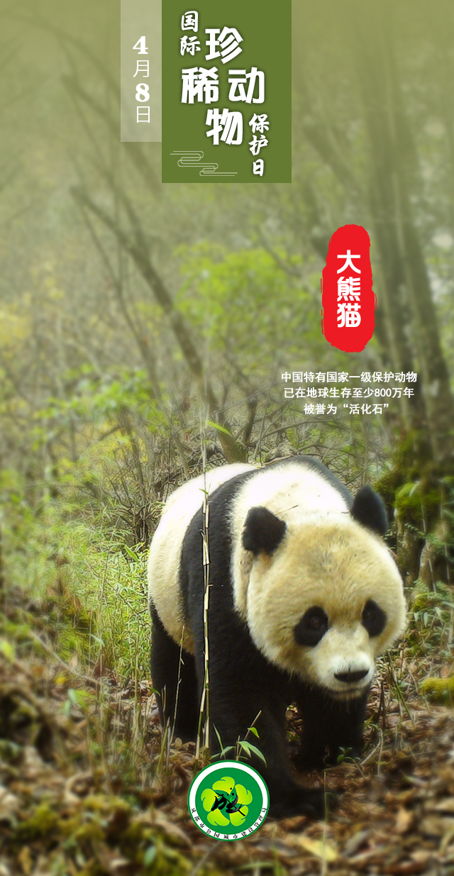 珍稀动物